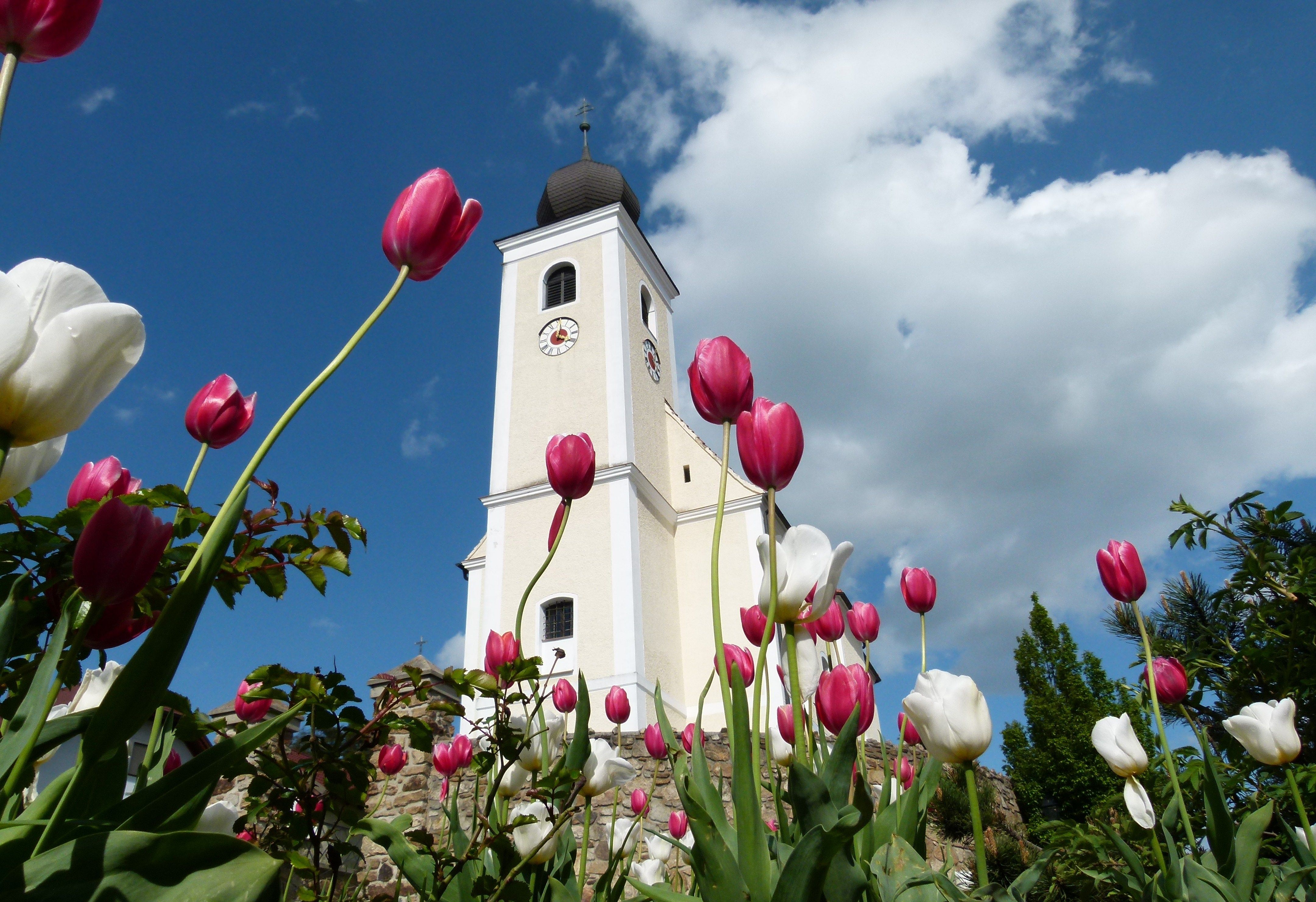 Hollenthonský farní kostel s tulipány v popředí.