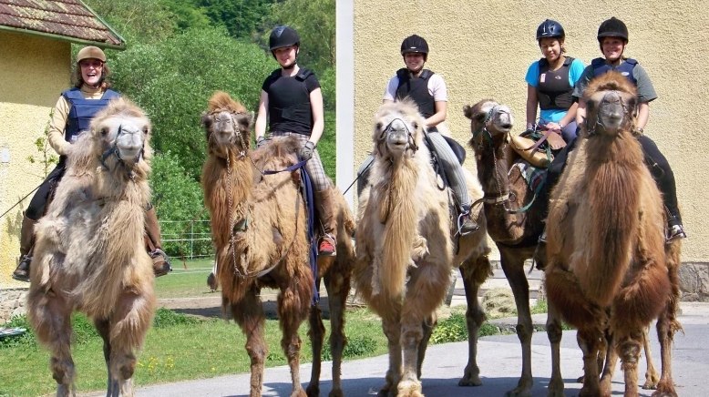 1st Austrian Camel Riding School, &copy; 1. &Ouml;sterreichische Kamelreitschule