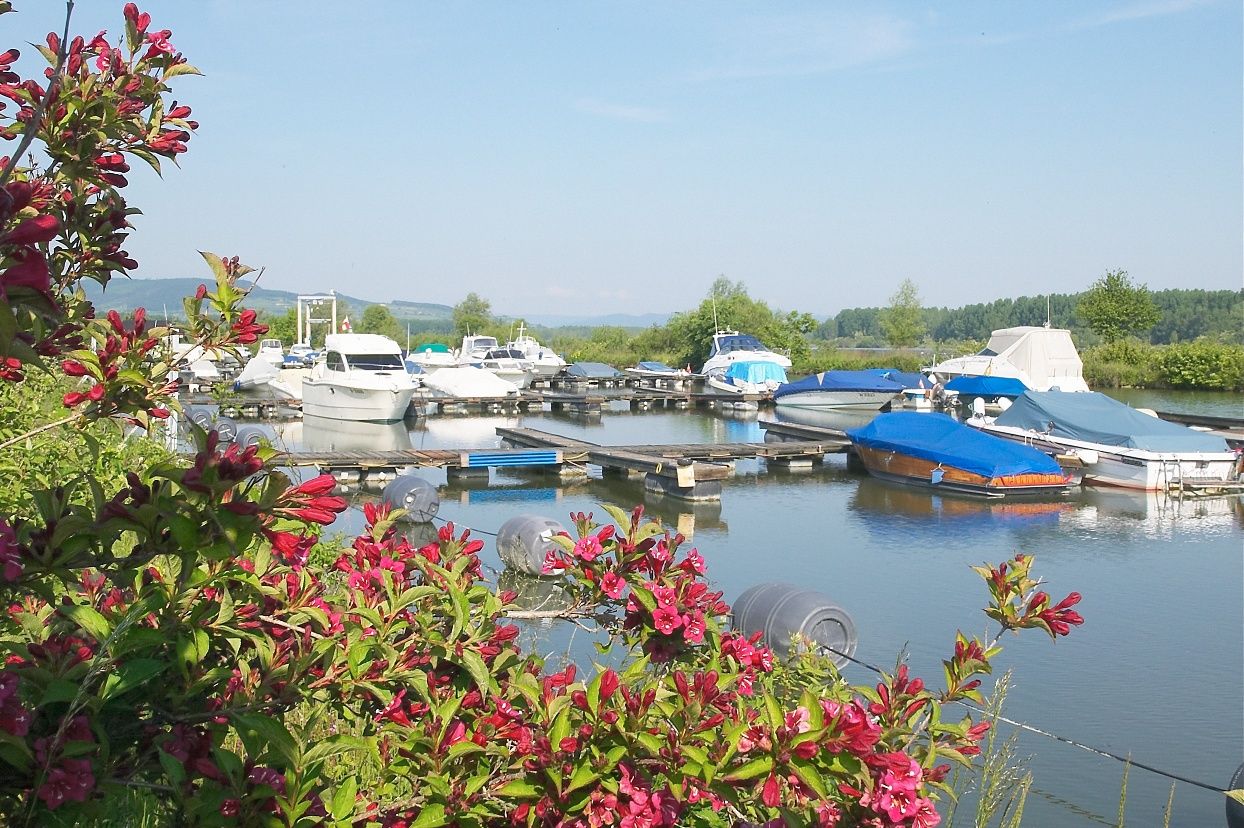 Lodě v přístavu Traismauer s kvetoucími keři v popředí.
