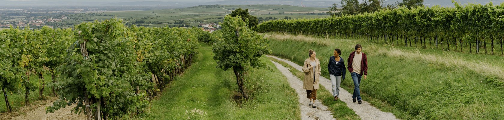 WeinWeg Langenlois, © Niederösterreich Werbung/Julius Hirtzberger