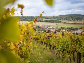 Weingarten Carnuntum, &copy; Donau Nieder&ouml;sterreich/Barbara Elser