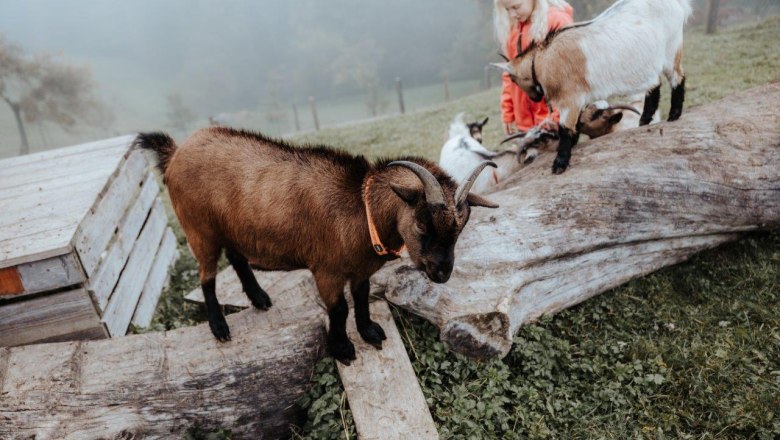 goats-at-the-country-house-aigner, © Moststraße, Daniel Schalhas