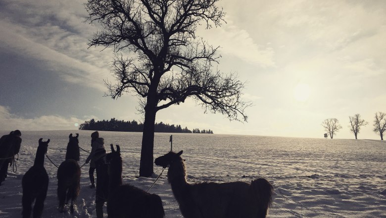 Winter in llama hiking country, © lamawanderland