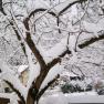 tree-in-winter, © Kowalski