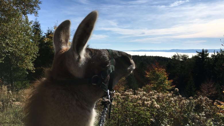 View into the sea of fog, © Naturpark Hohe Wand