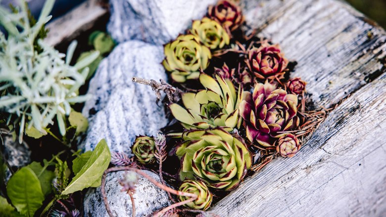 Nestelberg 17 (c)Marlene Schindlegger (58), © Sabine Wieser