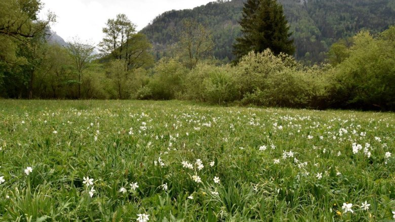 Show meadow water cluster near Lunz am See, © David Bock
