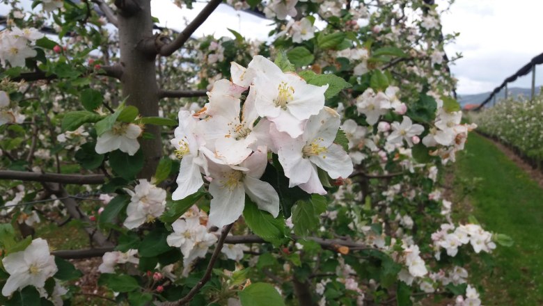 Apple blossom at the Sedelmaier fruit farm, © Obsthof Sedelmaier