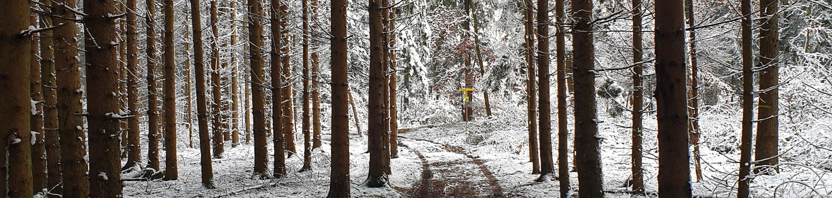Zimní les, © Niederösterreich Werbung