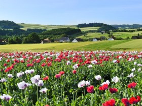Waldviertler Mohnfeld, &copy; &copy; Waldviertel Tourismus, Robert Herbst