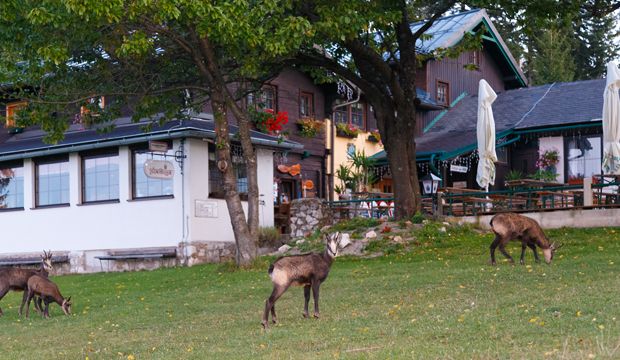 Na zelené louce před Wilhelm-Eicherthütte se pasou tři kamzíci.