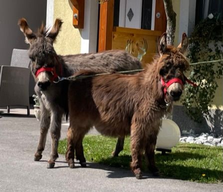 Miniaturní oslíci "Bella" a "Malý Puškin"