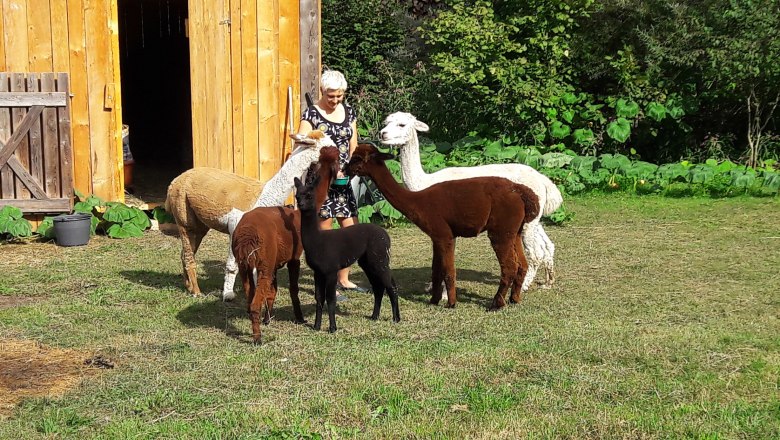 alpaky, &copy; Barbara Enk