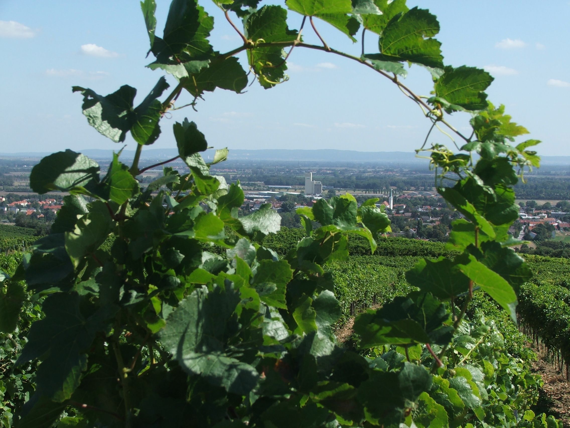 Pohled přes vinice na Guntramsdorf s krajinou v pozadí.