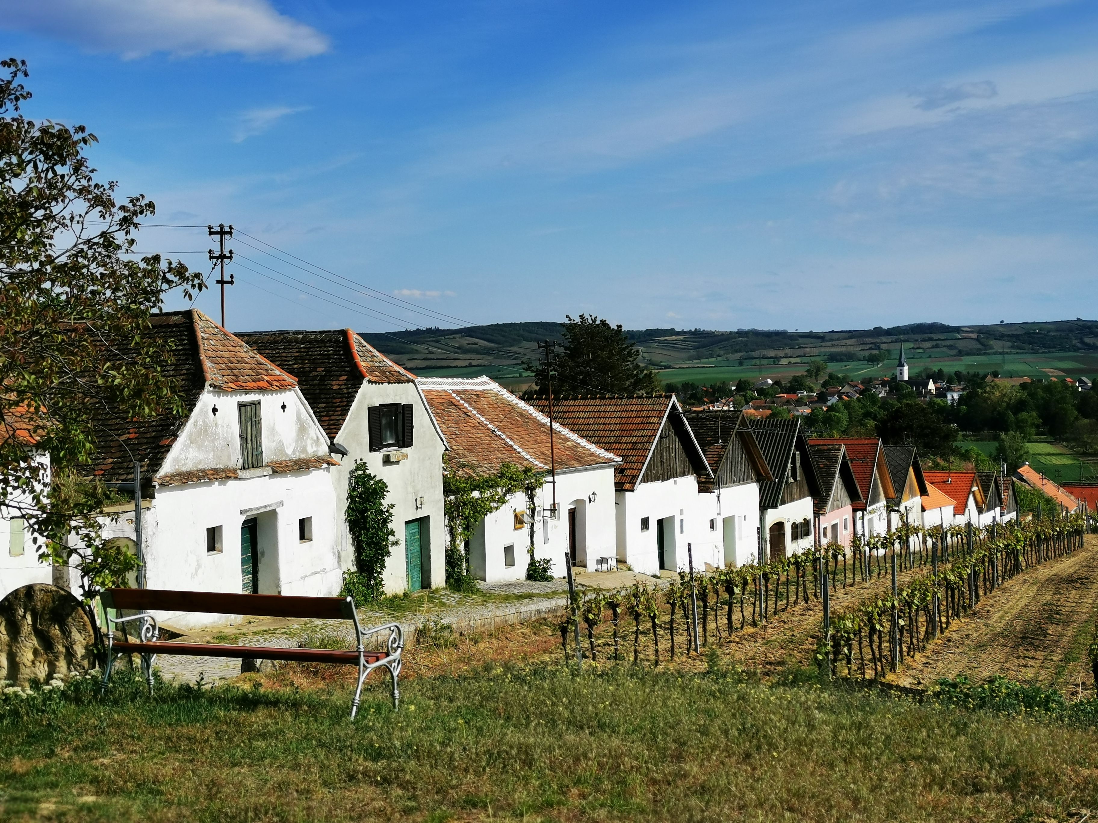 Řada vinných sklepů v Haugsdorfu s vinnou révou v popředí a vesnicí v pozadí.