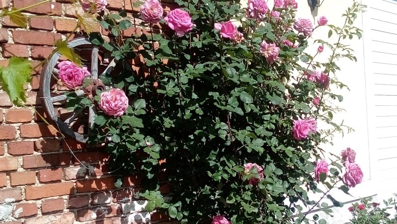 biohof-pascher, &copy; Biohof Pascher