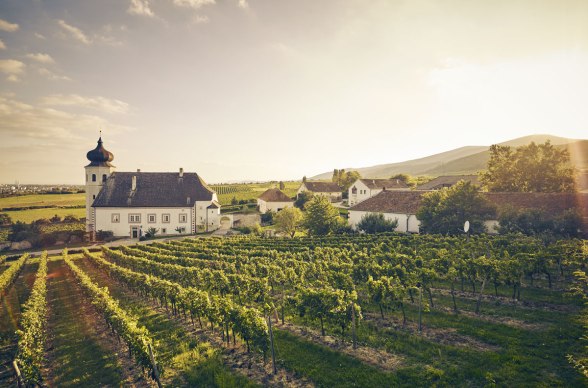 Věrný průvodce po oblasti Thermenregion: víno - zde ve městě Thallern, © Andreas Hofer