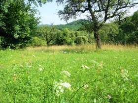 Jauerling-Runde 07: M&uuml;hldorf-Spitz, &copy; Wachau-Nibelungengau-Kremstal