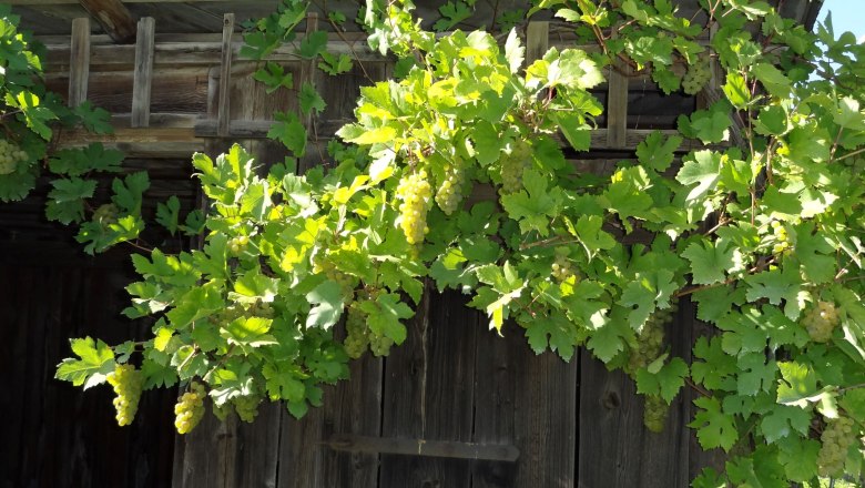 Vinice, &copy; Anita Schiessler