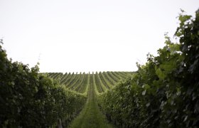 Weingartenzeile, © Weinviertel Tourismus / Christine Wurnig