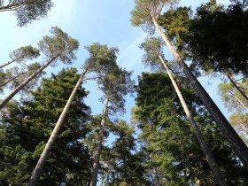 F&ouml;hrenwald, &copy; Waldviertel Tourismus