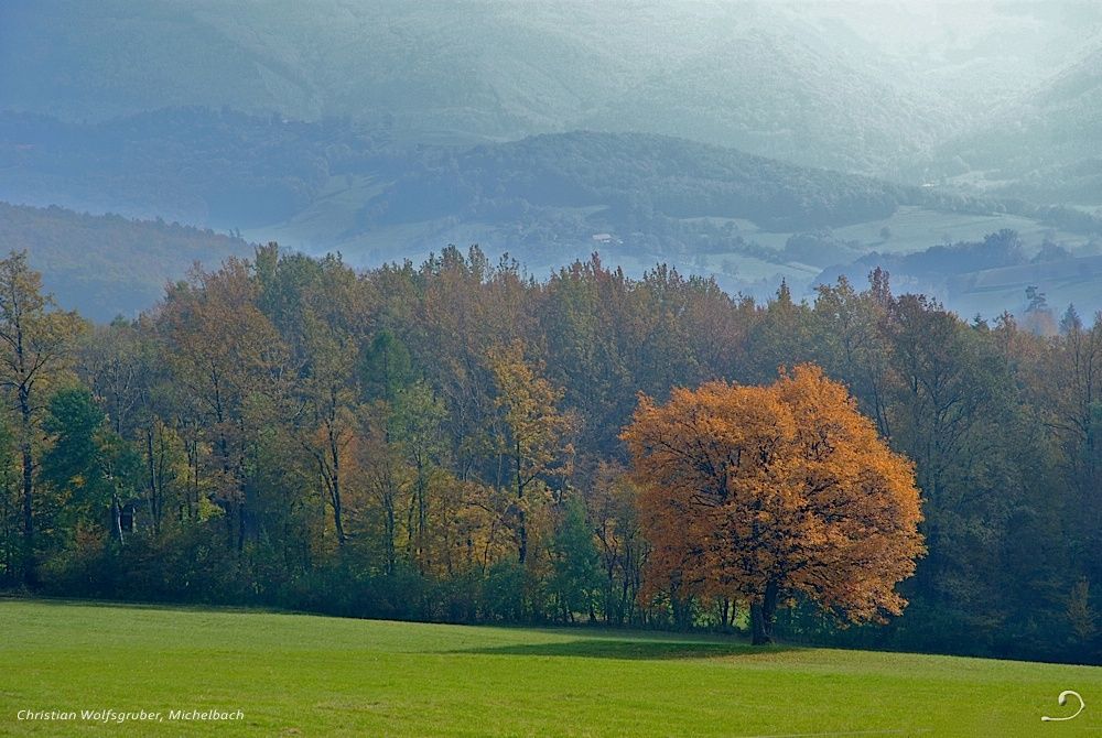 Služební strom v podzimním oblečení