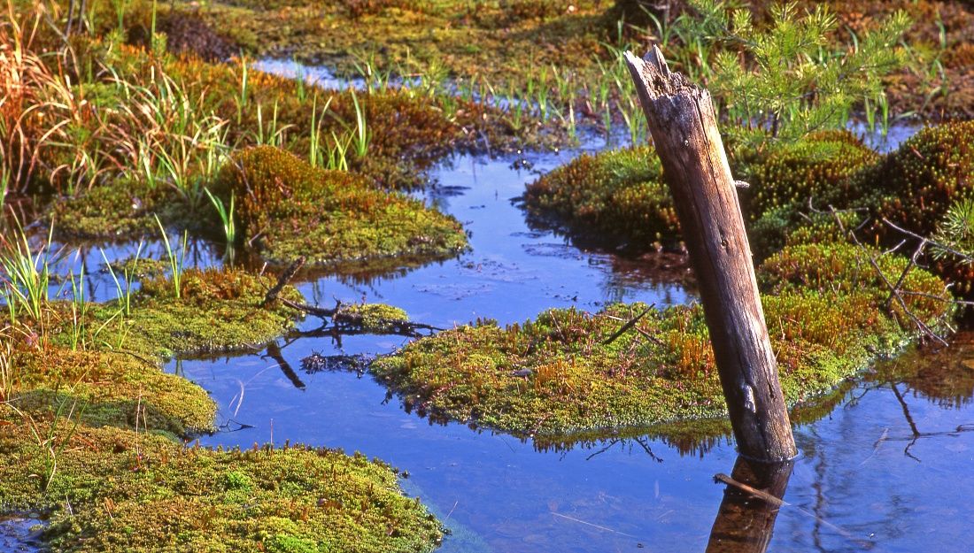Horské rašeliniště v přírodním parku Heidenreichsteiner Moor