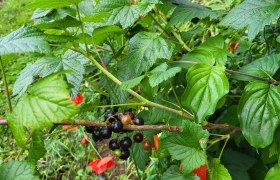 Currant, © LUNA Frauenprojekt