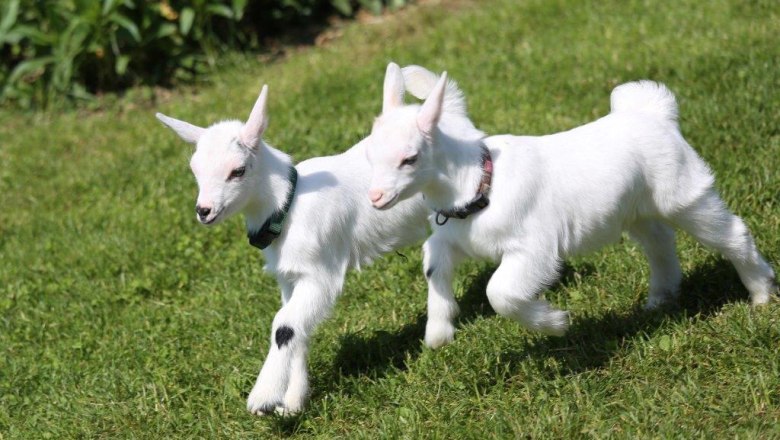 kerndlerhof_goats_black_koenigat, © Kerndlerhof