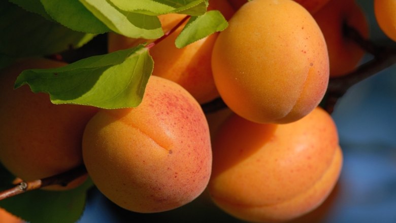 Wachau apricot, © Gregor Semrad