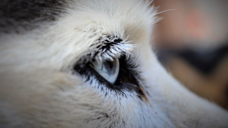 Siberian Husky huskyhiking-huskytrekking, © Huskyhof Waldviertel