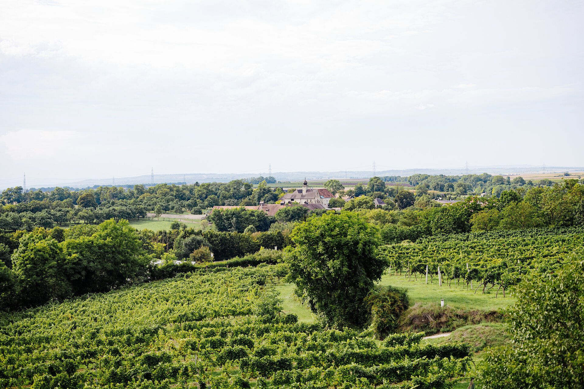 Sanfte Hügel und üppige Weinreben erstrecken sich bis zum Horizont, während die sanfte Brise den Duft von reifen Trauben mit sich bringt. In dieser malerischen Landschaft, wo die Donau sanft fließt, erleben Besucher die perfekte Symbiose aus Natur und Genuss.
