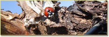 Ladybug, © http://www.farmer-nowak.at