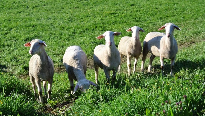 Sheep at Lämmerhof Groiß, © Lämmerhof Groiß