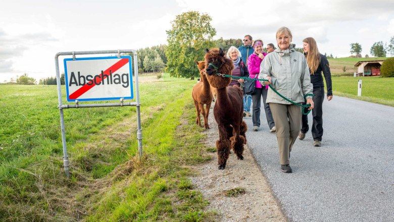 Alpakawanderung, © Sonnseitnhof