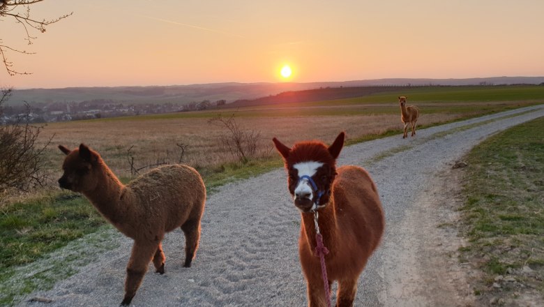 Alpaca hike, © Andreas Widhalm