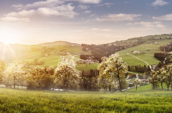 Bílé kvetoucí moře na Moststraße, © Niederösterreich-Werbung/Michael Liebert