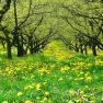 dandelion and apricot, © Landhaus Wachau