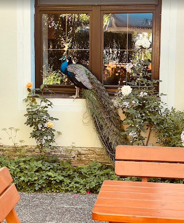 Arian Horn, © Reza Hosini/Arian Horn