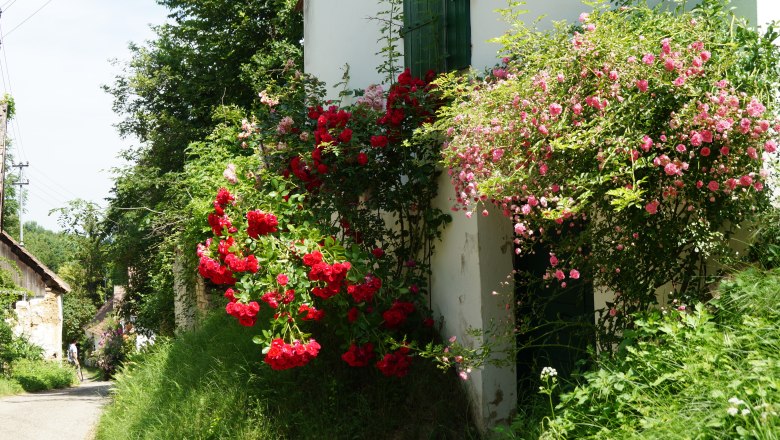 Kellergasse Ameis, © Marktgemeinde Staatz