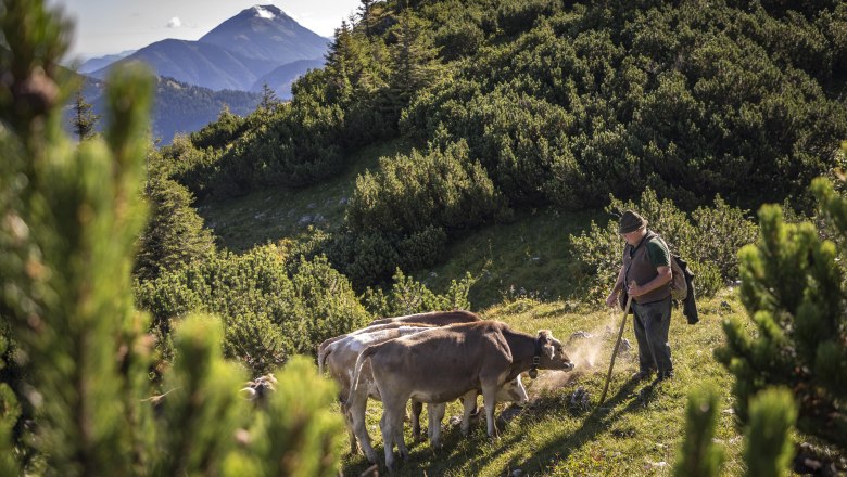 On the mountain pasture, © Theo Kust