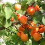 apricots, © Kowalski