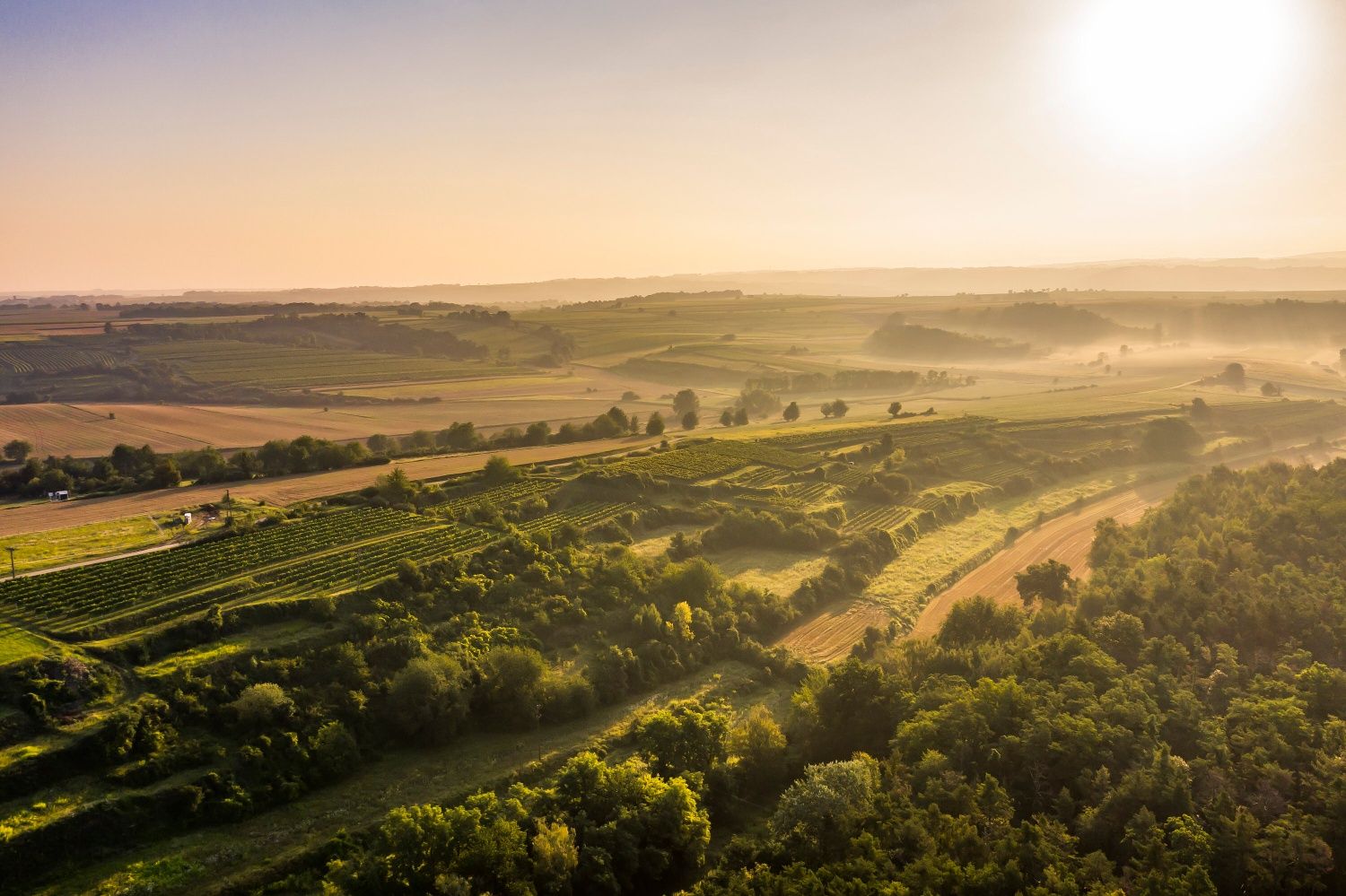 Krajina s vinicemi.
