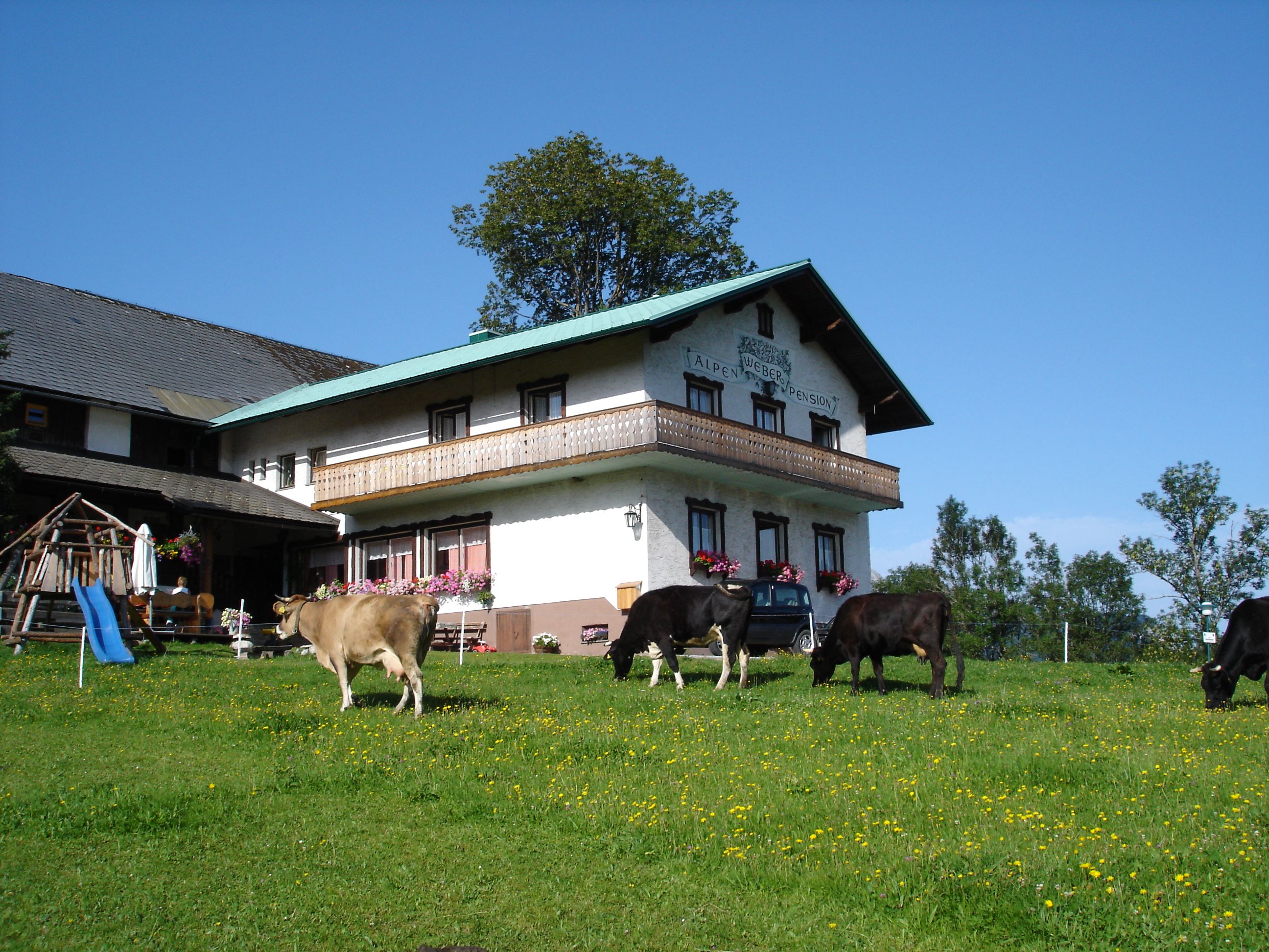 Farma s kravami na louce a budovou v pozadí.