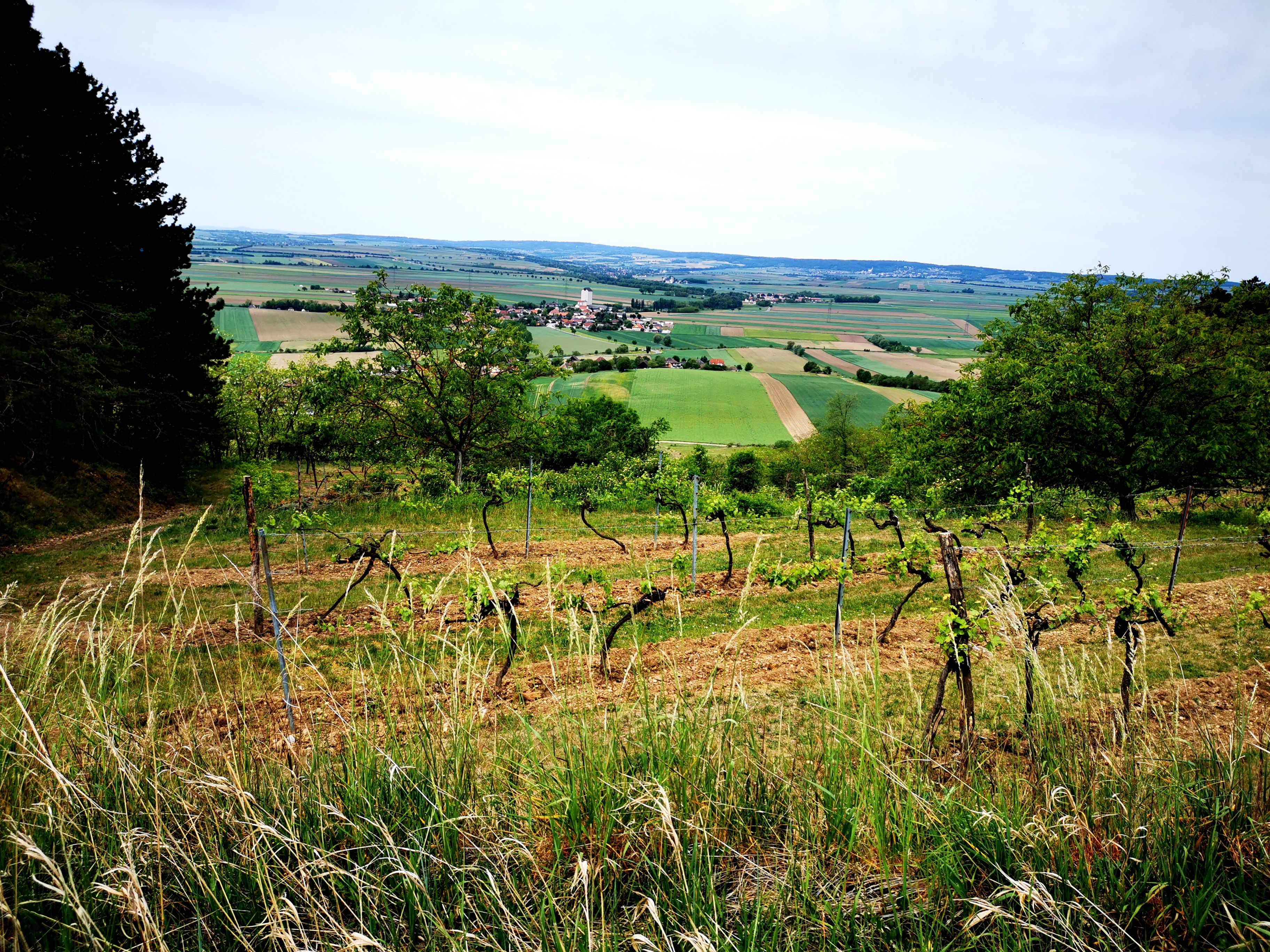Vinice a pole v rakouském Weinviertelu.