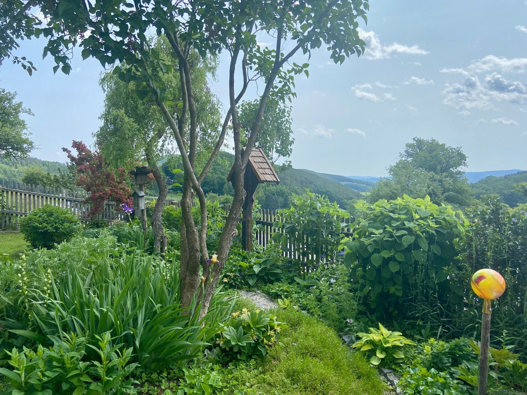 Zelená zahrada se stromy, keři a dřevěným plotem v pozadí.