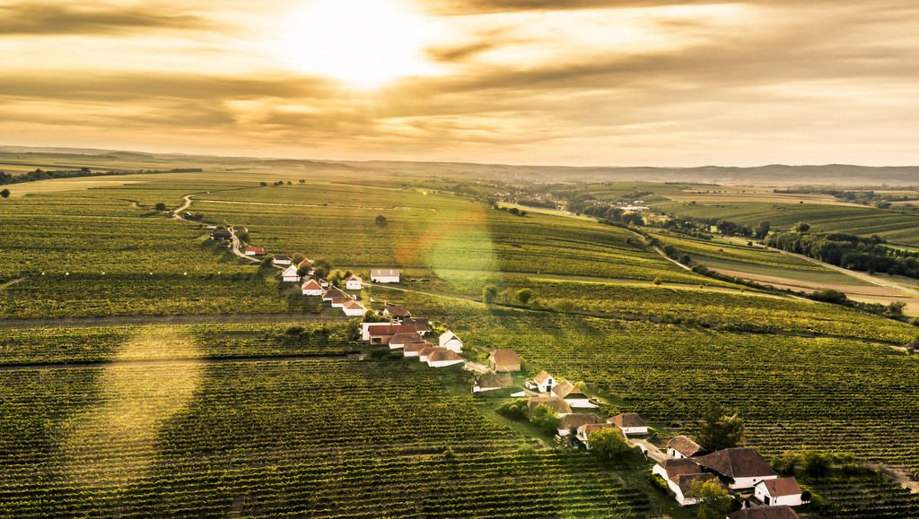 Letecký pohled na sklepní uličky obklopené vinicemi při západu slunce.