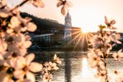 Květ meruněk ve Wachau., © Niederösterreich Werbung/Christian Majcen