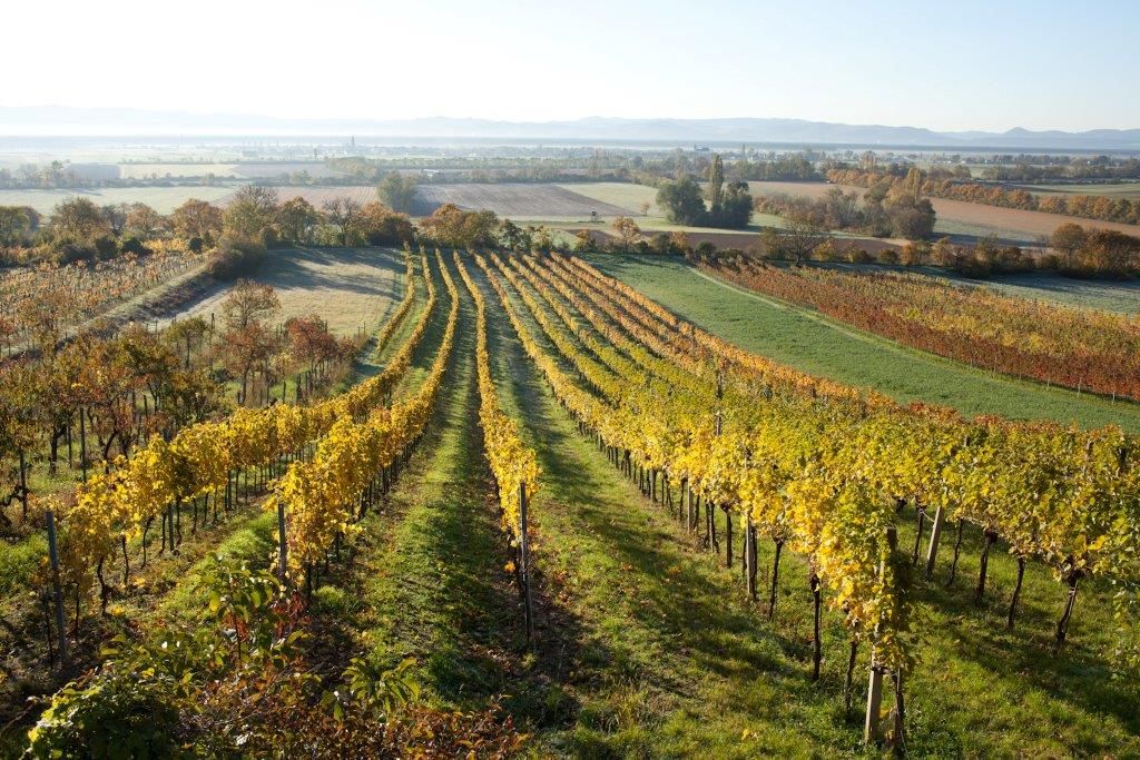 Vinice v Bad Fischau Brunn na podzim s barevným listím.