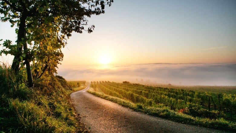 Podzimn&iacute; atmosf&eacute;ra na vinic&iacute;ch v okol&iacute; Nu&szlig;dorfu, &copy; schwarz-koenig.at
